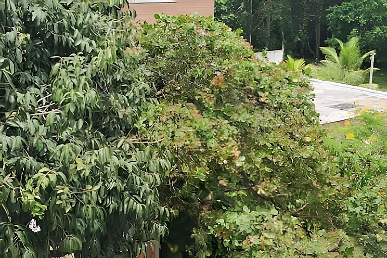 Bosque dos Camarás - Out of Time