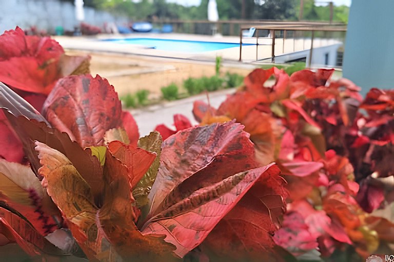 Flat Vista Nature x Pool